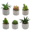 Society Of Succulents Home Décor Set Of 6